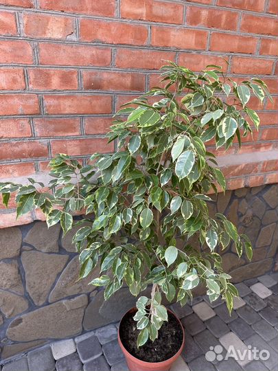 Фикус бенджамина пестролистный