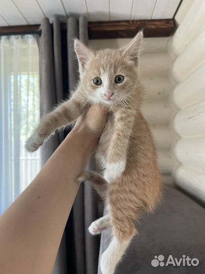 Рыжий котенок в дар