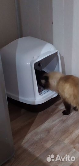 Туалет - домик для кошки или маленькой собачки