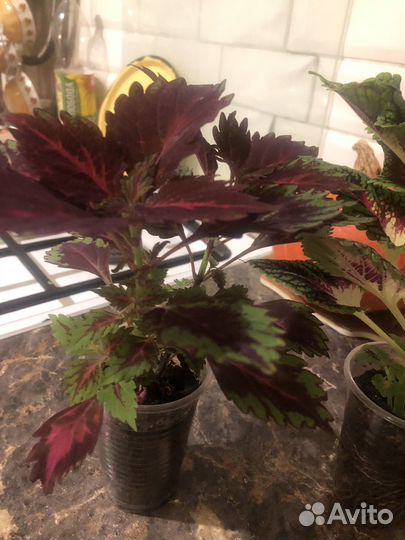 Колеусы вегетативные