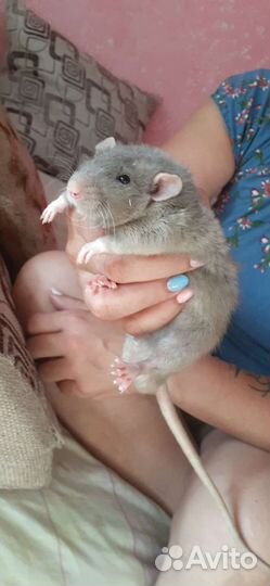 Крысята дамбо