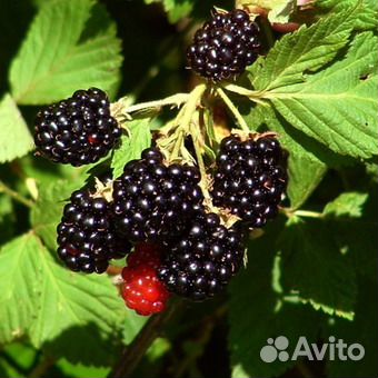 Саженцы ежевики садовой