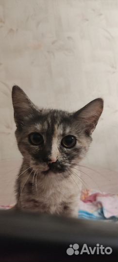 Кошки в добрые руки