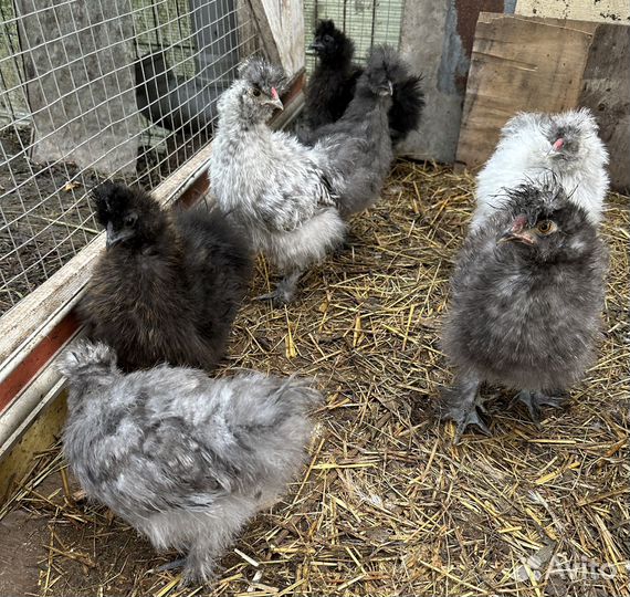 Молодые карликовые кохинхины и шелковые