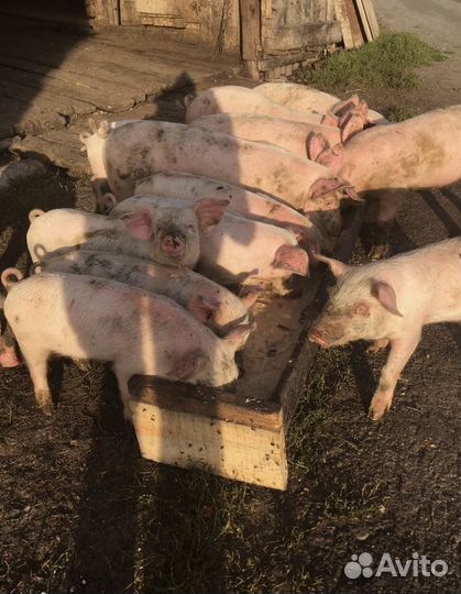 Поросята