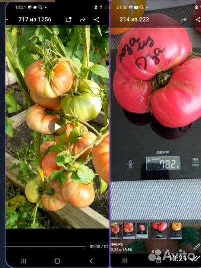 Семена томатов для теплицы и ог