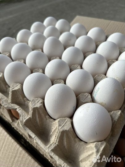 Яйца куриные оптом