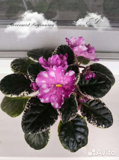 Срез сортовых фиалок