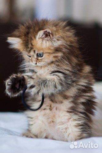 Котик ждет кошечек