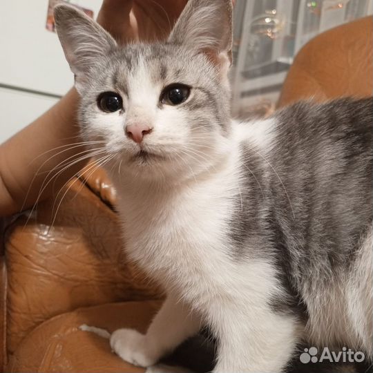 Кошки в дар