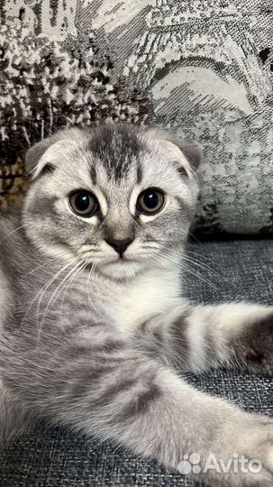 Шотландский вислоухий котик(серебристая шиншилла)