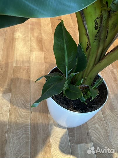 Комнатный банан