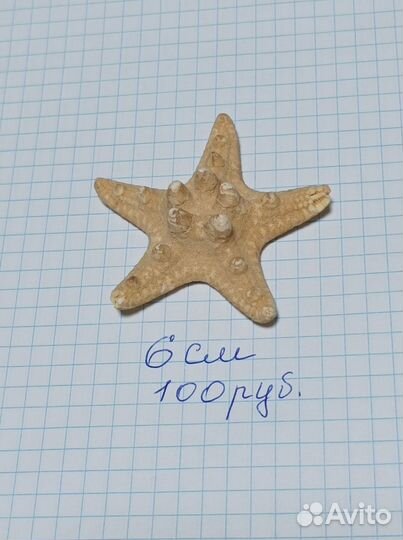 Морские ракушки