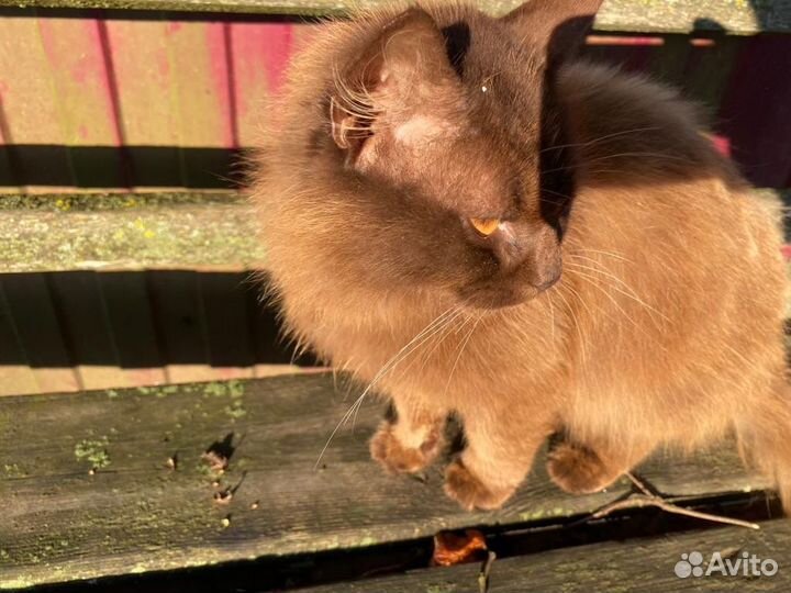 Котик в добрые руки