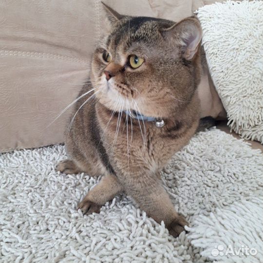 Джентельмен ищет даму сердца