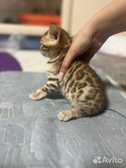Котята бенгалы