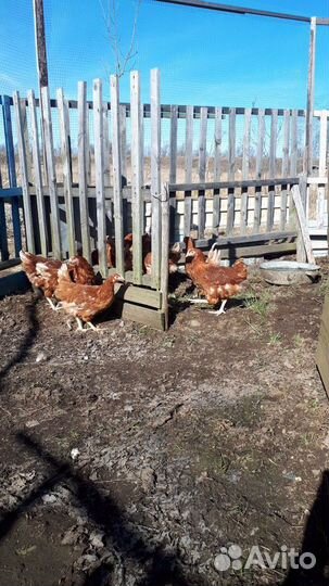 Суточные цыплята Леггорн несушки