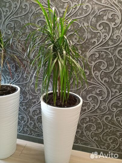 Продам цветы комнатные