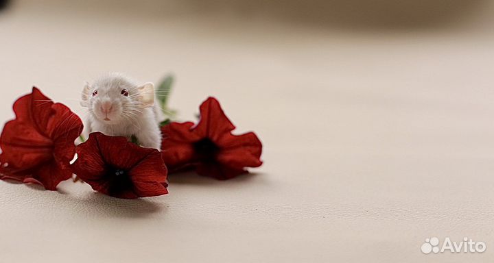 Крысы дамбо крысята хаски