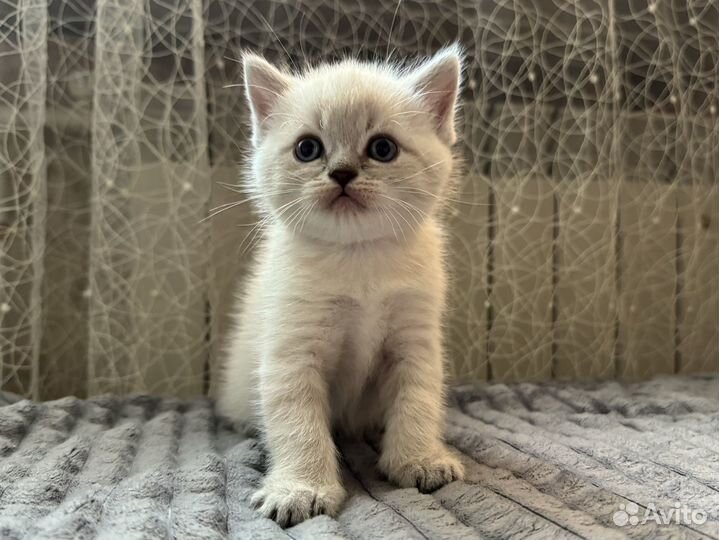 Шотландские котята