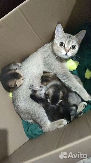 Шотландские шиншиллы котята