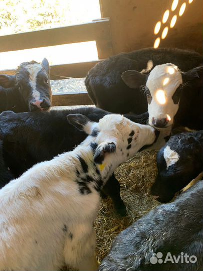 Бычки на откорм