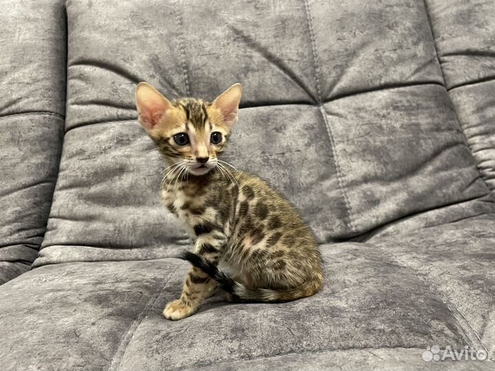 Бенгальские котята