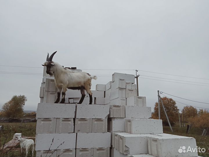 Козочка,козлята