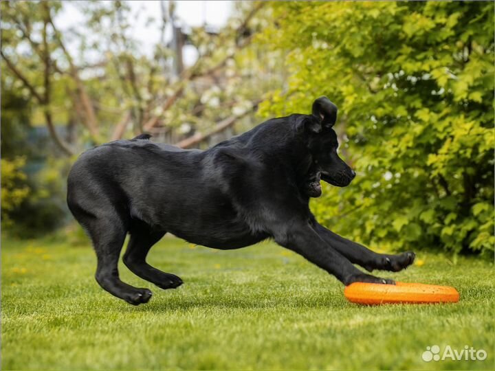 Щенки лабрадора черные