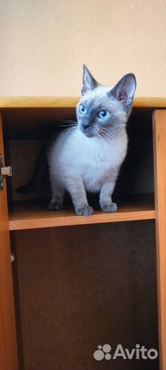 Кошечка аля - Тайская очень мелкая