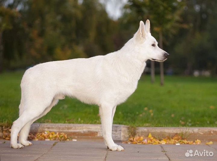 Кобель Белой Швейцарской Овчарки для вязки