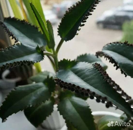Каланхоэ лечебное