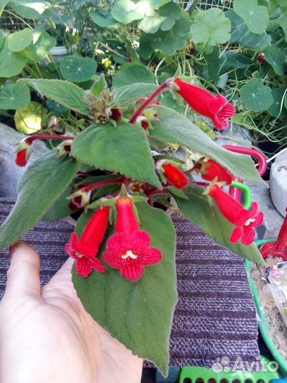 Комнатные цветы