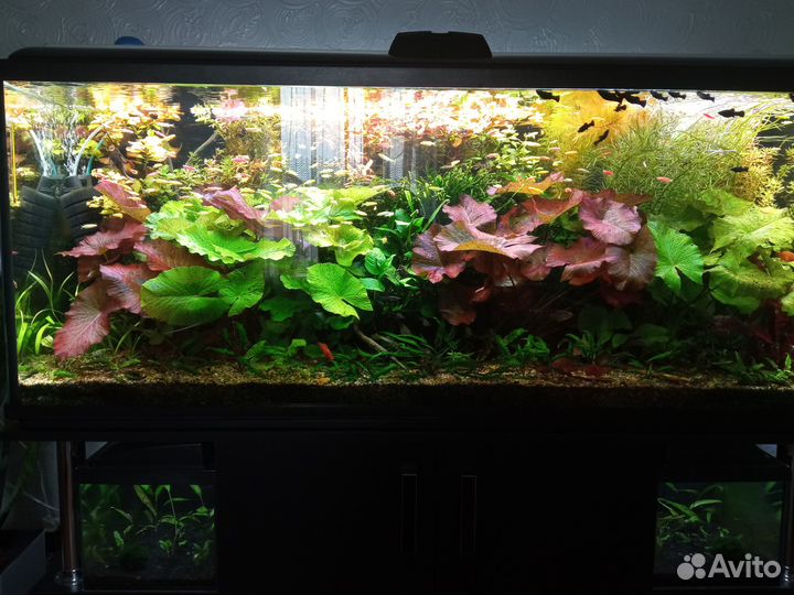 Аквариумные растения и рыбки