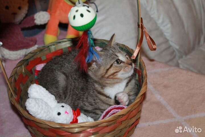 Кошечка в дар