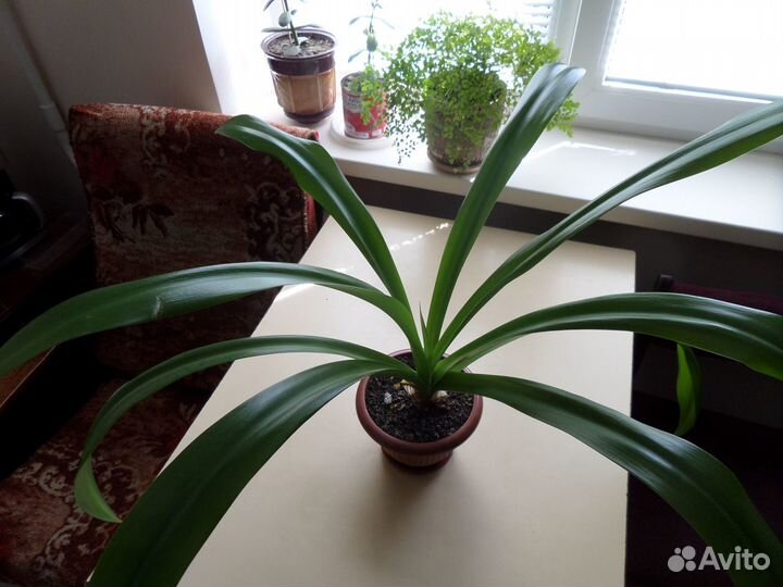 Гименокаллис