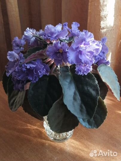 Фиалочки - это улыбки лета