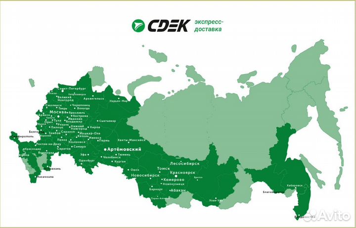 Жимолость Бакчарская Юбилейная - саженцы зкс