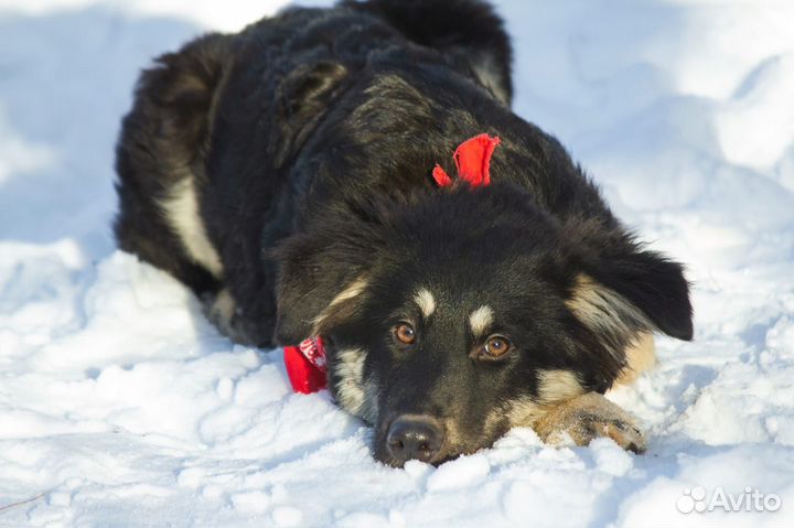 Джесси ищет дом