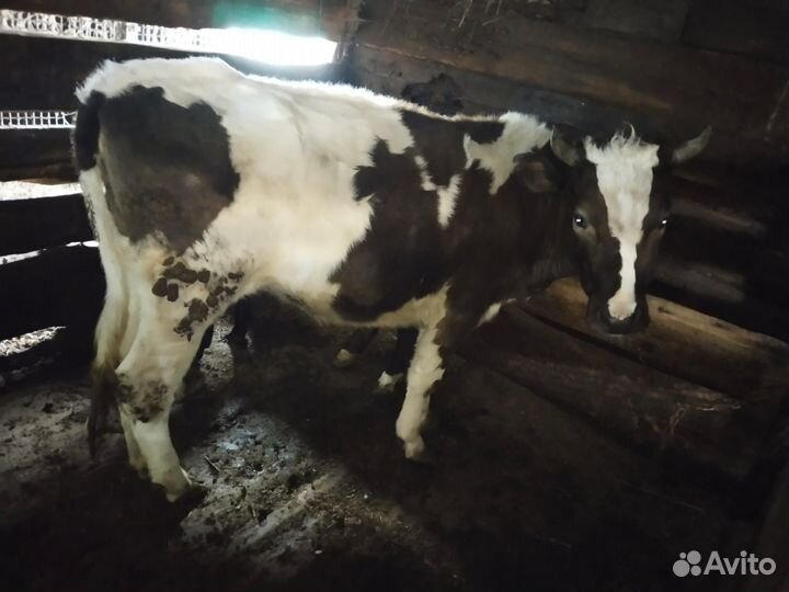 Телочки живьём