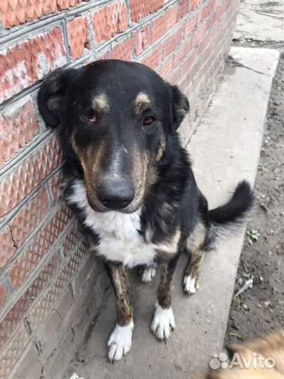 Великан в добрые руки