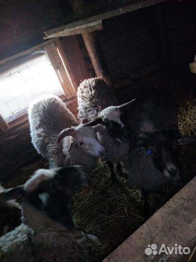 Овцы бараны