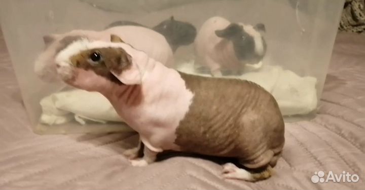 Морские свинки Скинни