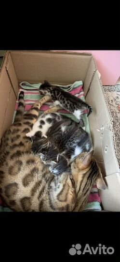 Отдаю котя бенгалы