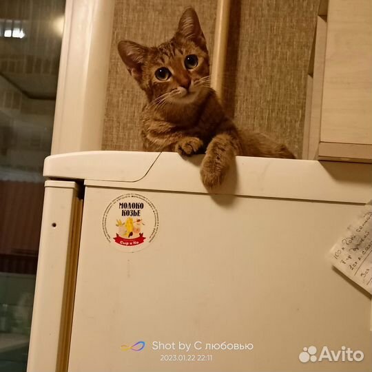 Кошечка Диана 7 мес Лоток знает