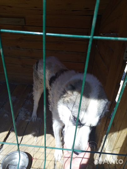 Отдам сао добрые руки