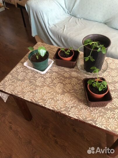 Комнатные цветы шефлера и женское счастье