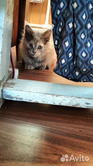 Кошка в дар