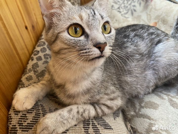 Кошка, Американская Короткошерстная