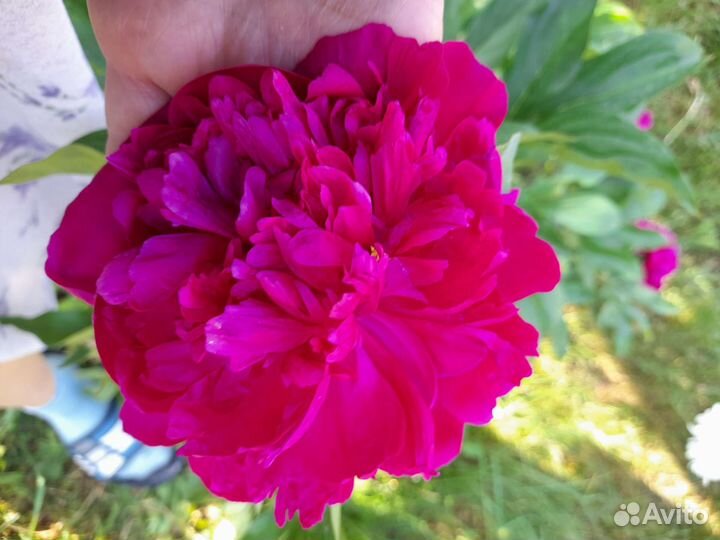 Пионы сорт канзас бордовые